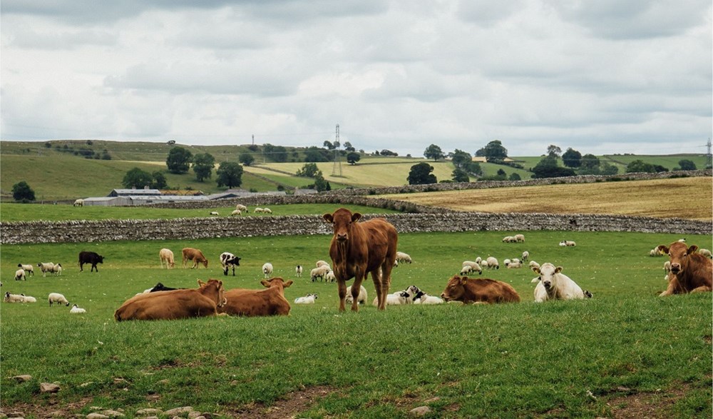 Brown cows and white sheep grazing in a field together